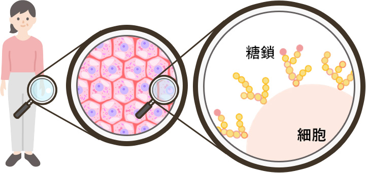 体内の糖鎖イメージ図
