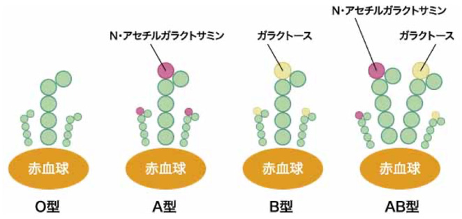 糖鎖と血液型の決定