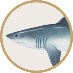 N-アセチルガラクトサミン
