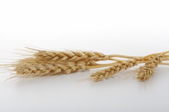 フェルラ酸　:　認知症予防や美肌効果に期待