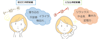 日本正規販売店 驚異の頭脳食品レシチン 細胞レベルからの健康法＊神津